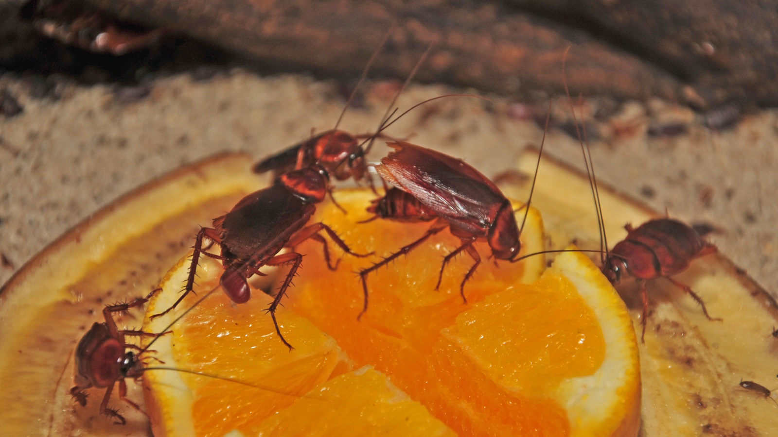 Domowe sposoby na karaluchy jak pozbyć się karaluchów Blog Sklep