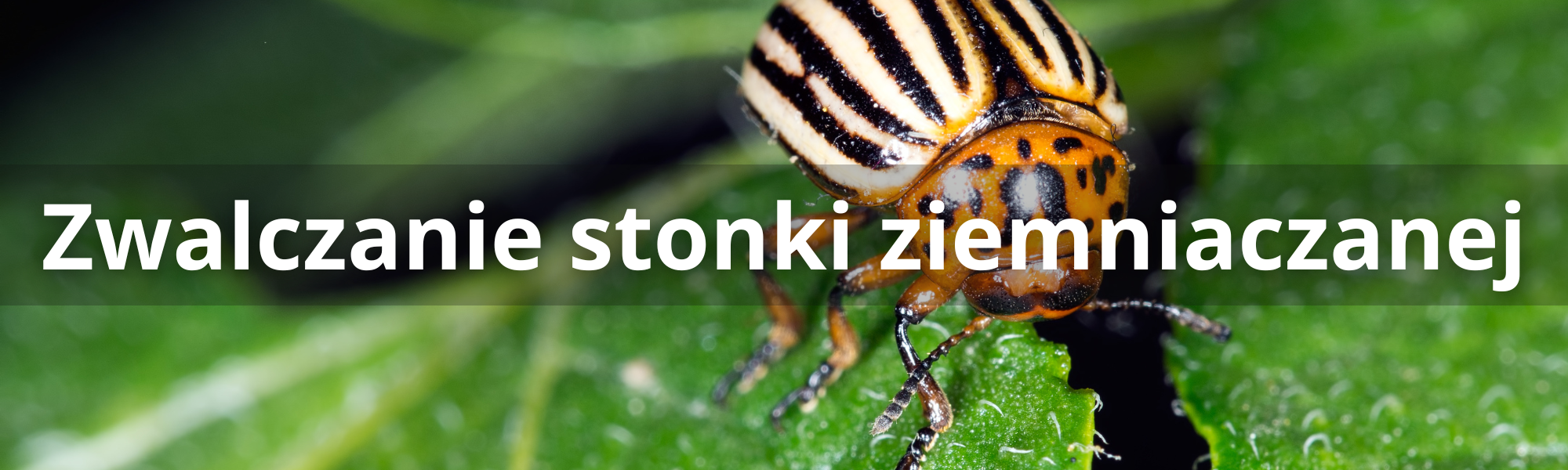 stonka ziemniaczana